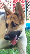 Sookie