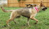Sookie