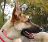 Sookie