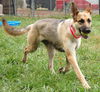 Sookie
