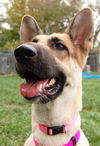 Sookie