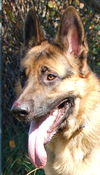 Hutch