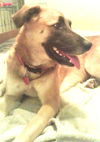 Bruce