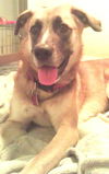 Bruce