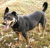 Roscoe