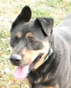 Roscoe