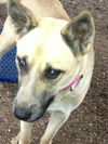 Shiloh