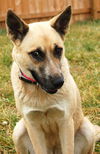 Shiloh