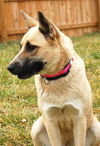 Shiloh