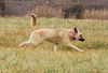 Shiloh