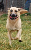 Shiloh