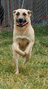 Shiloh
