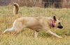 Shiloh
