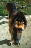 Sparky