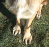 Sparky