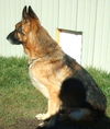 Sparky