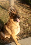 Sparky