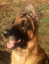 Sparky