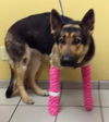 Lindey - ADOPTED 9-29-13!!