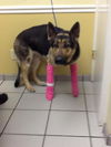 Lindey - ADOPTED 9-29-13!!