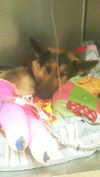 Lindey - ADOPTED 9-29-13!!