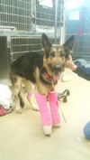 Lindey - ADOPTED 9-29-13!!