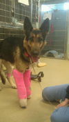 Lindey - ADOPTED 9-29-13!!