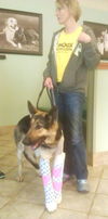 Lindey - ADOPTED 9-29-13!!