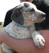 Puppy - Eddie (setter mix)