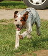 Puppy - Eddie (setter mix)