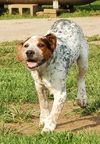 Puppy - Eddie (setter mix)