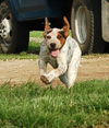 Puppy - Eddie (setter mix)