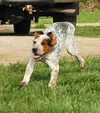 Puppy - Eddie (setter mix)