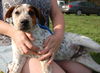 Puppy - Eddie (setter mix)