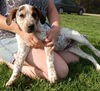 Puppy - Eddie (setter mix)