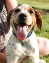 Puppy - Eddie (setter mix)