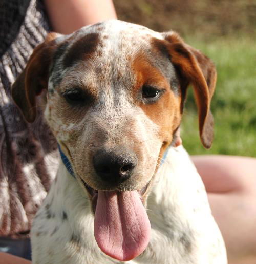 Puppy - Eddie (setter mix)