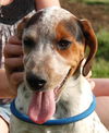 Puppy - Eddie (setter mix)