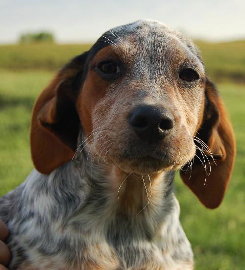 Puppy - Conway (setter mix)