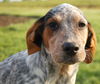 Puppy - Conway (setter mix)