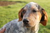 Puppy - Conway (setter mix)