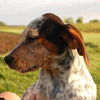 Puppy - Conway (setter mix)