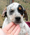 Puppy - Kitty (setter mix)