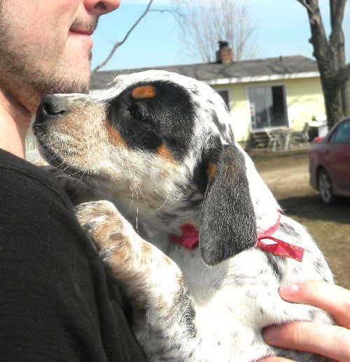 Puppy - Kitty (setter mix)