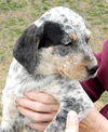 Puppy - Loretta (setter mix)