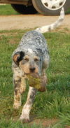 Puppy - Loretta (setter mix)