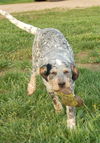 Puppy - Loretta (setter mix)