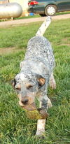 Puppy - Loretta (setter mix)