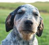 Puppy - Loretta (setter mix)