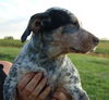 Puppy - Loretta (setter mix)